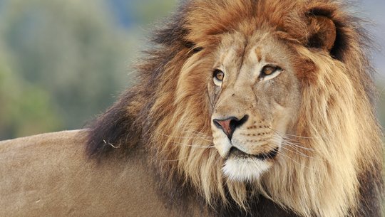 Park Narodowy Greater Kruger