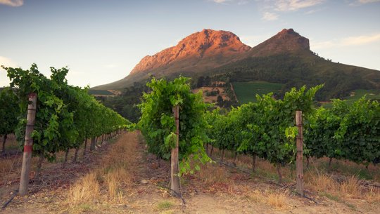 Winnice Przylądkowe