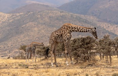 Rodzinne safari w Tanzanii